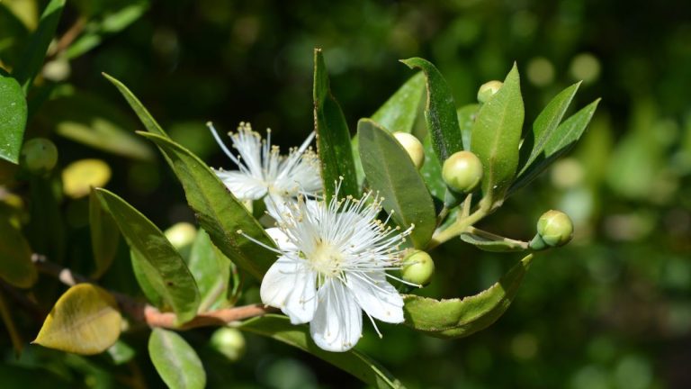 Les meilleurs conifères parfumés – 5 plantes parfumées pour un jardin sensoriel toute l’année Les meilleurs conifères parfumés – 5 plantes parfumées pour un jardin sensoriel toute l’année