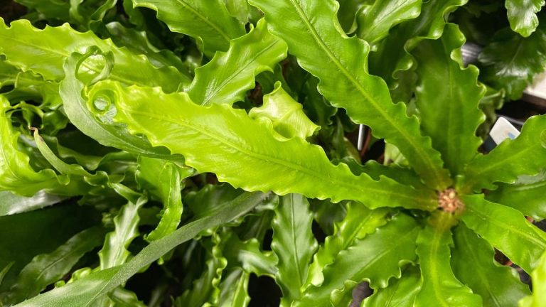 Comment faire pousser une fougère nid d’oiseau – 9 étapes simples pour une plante prospère Comment faire pousser une fougère nid d’oiseau – 9 étapes simples pour une plante prospère