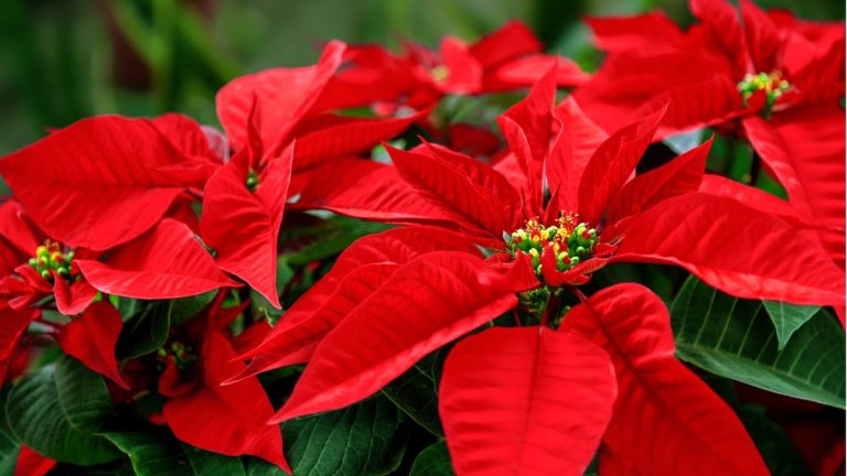 Peut-on faire pousser des poinsettias en extérieur ? Conseils d’experts pour réussir à cultiver ces favoris festifs dans votre jardin Peut-on faire pousser des poinsettias en extérieur ? Conseils d'experts pour réussir à cultiver ces favoris festifs dans votre jardin
