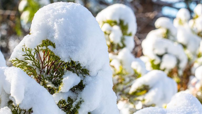 Faut-il déneiger les plantes ? Notre guide contient tous les conseils de jardinage d’hiver que vous devez connaître Faut-il déneiger les plantes ? Notre guide contient tous les conseils de jardinage d'hiver que vous devez connaître