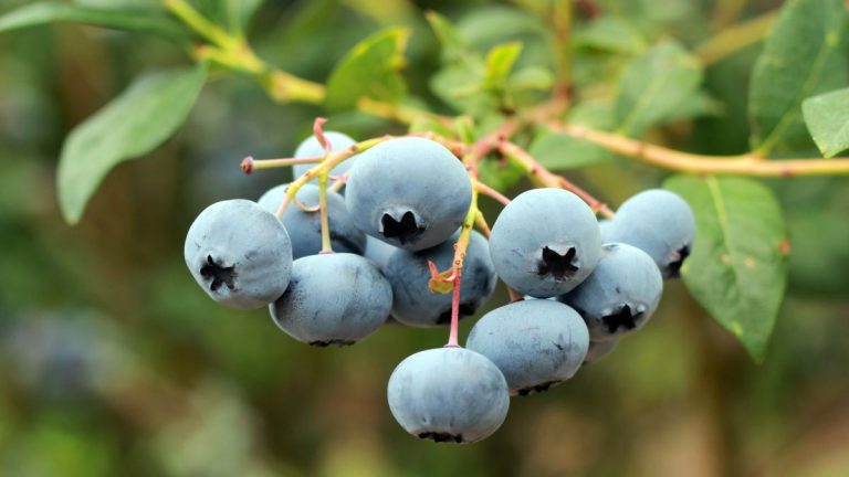 Comment protéger les bleuetières en hiver – 6 façons de protéger les plantes du gel, de la neige et des vents Comment protéger les bleuetières en hiver – 6 façons de protéger les plantes du gel, de la neige et des vents