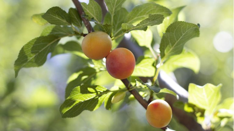 Comment faire fructifier un abricotier – 3 conseils d’experts pour cultiver ce fruit orange sucré Comment faire fructifier un abricotier – 3 conseils d’experts pour cultiver ce fruit orange sucré