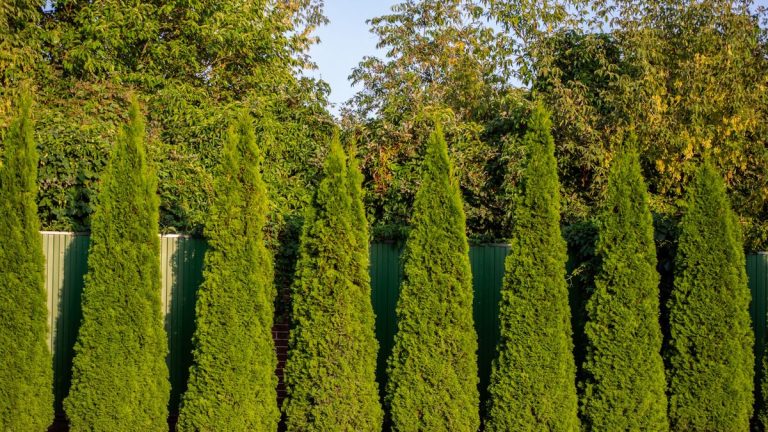 Comment faire pousser des arborvitae – pour des plantes de haie à feuilles persistantes qui ajoutent de la verdure et de l’intimité à n’importe quelle parcelle Comment faire pousser des arborvitae – pour des plantes de haie à feuilles persistantes qui ajoutent de la verdure et de l'intimité à n'importe quelle parcelle