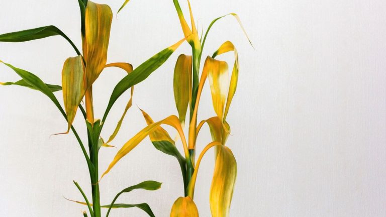 Pourquoi mon bambou porte-bonheur jaunit-il ? 6 causes courantes et solutions simples Pourquoi mon bambou porte-bonheur jaunit-il ? 6 causes courantes et solutions simples