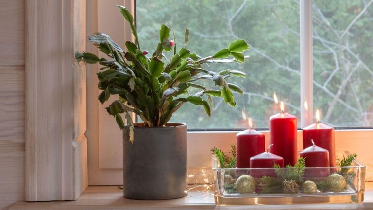 Comment tailler et revitaliser un cactus de Noël boisé Comment tailler et revitaliser un cactus de Noël boisé