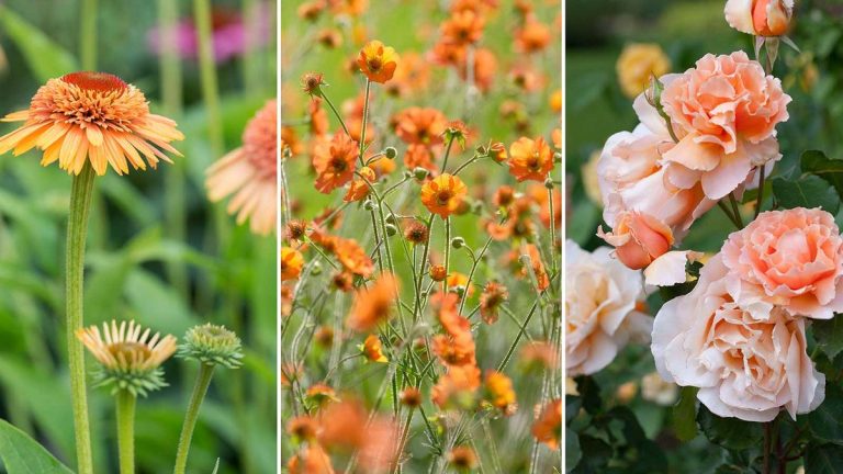 Meilleures fleurs coupées d’abricot et comment les cultiver – 5 belles fleurs pour des bouquets faits maison Meilleures fleurs coupées d'abricot et comment les cultiver – 5 belles fleurs pour des bouquets faits maison