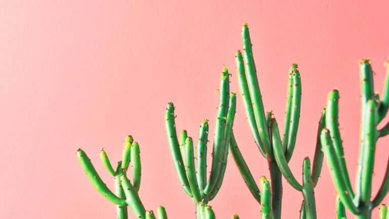Comment propager un cactus crayon – pour plus de ces plantes super structurelles Comment propager un cactus crayon – pour plus de ces plantes super structurelles
