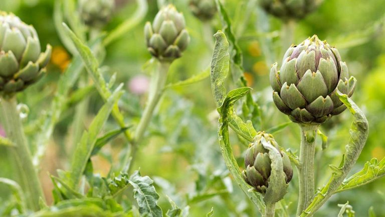 Comment prélever des boutures d’artichauts – une méthode simple pour faire pousser plus de plants de légumes gratuitement Comment prélever des boutures d'artichauts – une méthode simple pour faire pousser plus de plants de légumes gratuitement