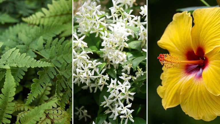 Plantes pour Feng Shui une terrasse – 5 choix pour créer un sanctuaire extérieur apaisant Plantes pour Feng Shui une terrasse – 5 choix pour créer un sanctuaire extérieur apaisant