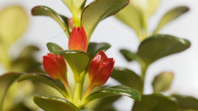 Comment faire pousser une plante de poisson rouge – les conditions idéales, selon les pros des plantes d'intérieur