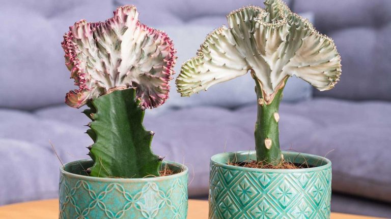 Comment cultiver et entretenir un cactus à crête – les experts partagent leurs idées sur ces plantes curieuses