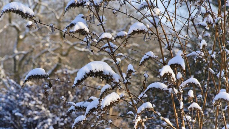 Que faire avec un buisson à papillons en hiver – les experts partagent des conseils pour ces superbes arbustes