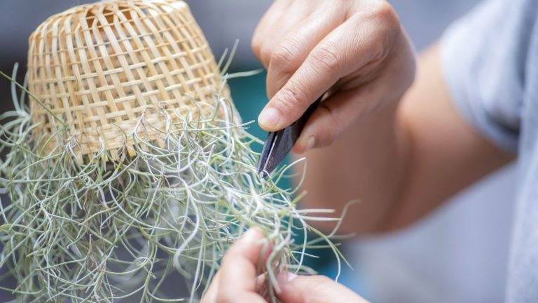 Comment propager les plantes aériennes – et les conditions exactes dont les jeunes plantes ont besoin pour prospérer Comment propager les plantes aériennes – et les conditions exactes dont les jeunes plantes ont besoin pour prospérer