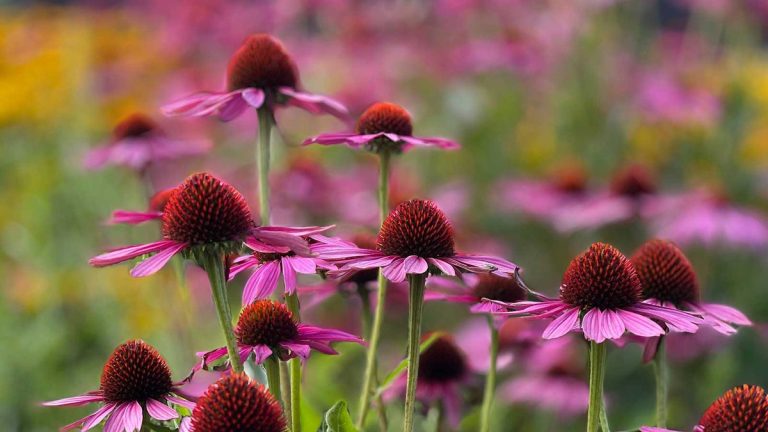 Comment faire pousser des échinacées – conseils d’experts sur la plantation et l’entretien de ces plantes vivaces exquises Comment faire pousser des échinacées – conseils d’experts sur la plantation et l’entretien de ces plantes vivaces exquises