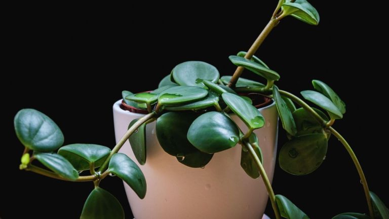 Comment prendre soin d’une plante de jade retombante – 9 étapes simples pour une croissance réussie