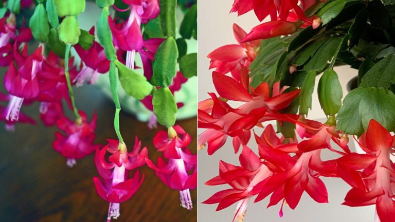 Avez-vous un cactus de Thanksgiving ou un cactus de Noël ? Découvrez comment les différencier
