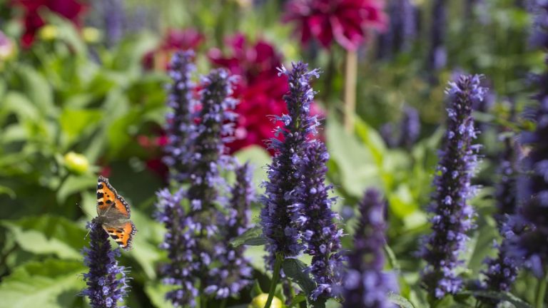 Comment diviser la menthe colibri – conseils d'experts en matière de propagation pour cette plante vivace indigène
