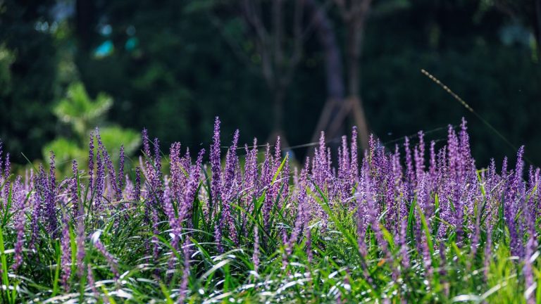 Comment et quand tailler l’herbe des singes – conseils d’experts pour cette plante vivace de mi-ombre Comment et quand tailler l’herbe des singes – conseils d’experts pour cette plante vivace de mi-ombre