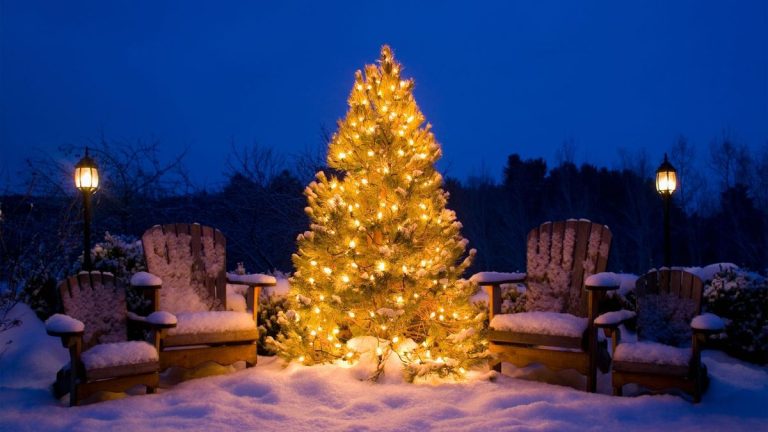 J'ai cédé et j'ai demandé aux experts quelle était la bonne façon d'accrocher les lumières de Noël extérieures – dans chaque type de buisson, d'arbuste et d'arbre.