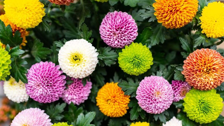 Les mamans peuvent-elles résister au gel ? Conseils d’experts pour garder vos fleurs vivantes et saines tout au long de l’hiver Les mamans peuvent-elles résister au gel ? Conseils d'experts pour garder vos fleurs vivantes et saines tout au long de l'hiver