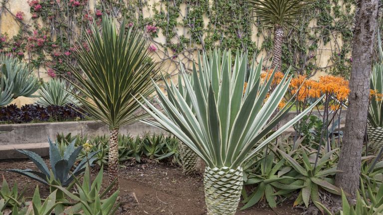 Comment hiverner les yuccas en plein air – conseils d’experts pour les aider à survivre aux conditions hivernales extrêmes Comment hiverner les yuccas en plein air – conseils d’experts pour les aider à survivre aux conditions hivernales extrêmes