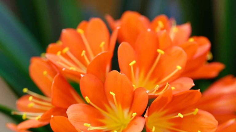 Comment faire pousser une plante clivia – conseils essentiels pour ces fabuleuses plantes d'intérieur à fleurs