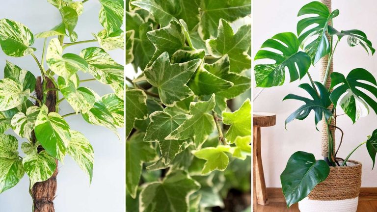Plantes d'intérieur qui poussent verticalement – ​​5 variétés vignes pour créer une ambiance jungle dans votre maison