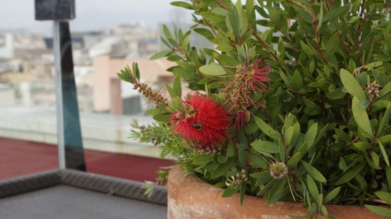 Comment faire pousser des arbres à bouteilles en pots – pour une abondance de fleurs pourpres cet été