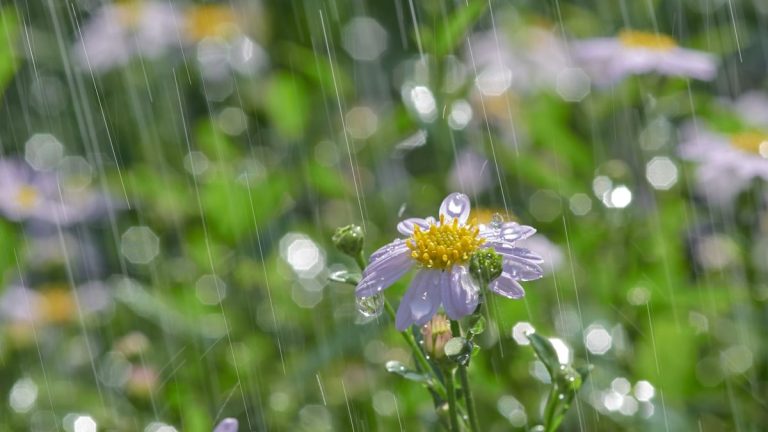 Drains français ou puits secs : quel est le meilleur choix pour la gestion de l'eau dans votre jardin ?