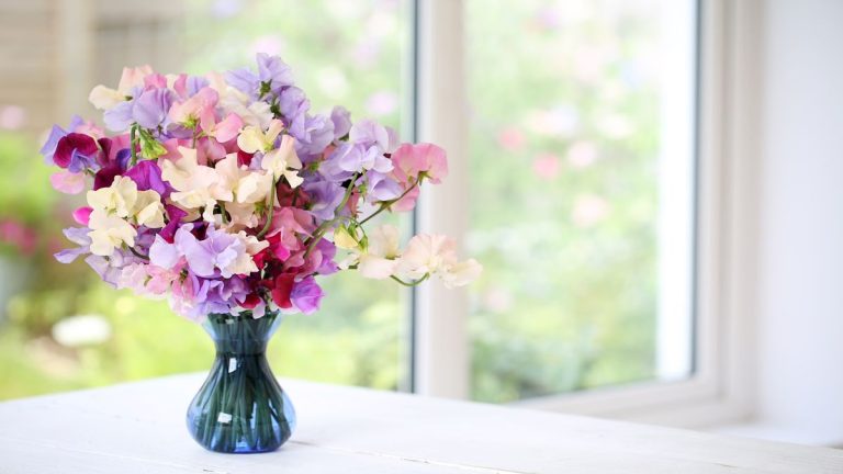 Variétés de pois de senteur : 9 fleurs captivantes et parfumées à cultiver