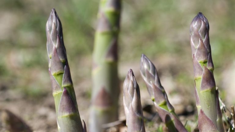 Quand et comment diviser les asperges – conseils d’experts pour rajeunir les plantes plus âgées et obtenir de meilleurs rendements