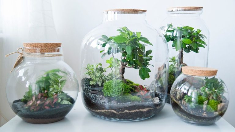 Où placer un terrarium – 4 endroits parfaits pour les terrariums et deux endroits dangereux à toujours éviter