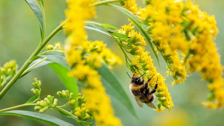 Comment faire pousser la verge d’or – pour une plante indigène des prairies aux épis floraux riches en nectar