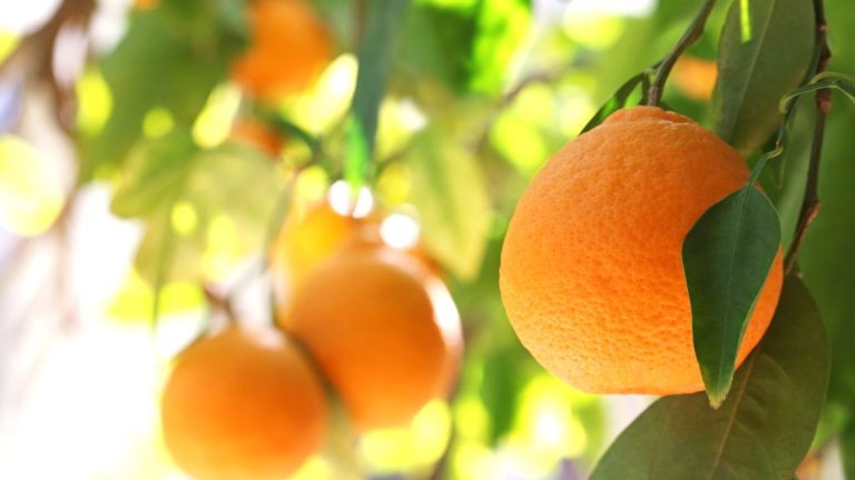 Comment faire pousser un oranger et profiter de récoltes de fruits sucrés et parfumés nécessitant peu d'entretien