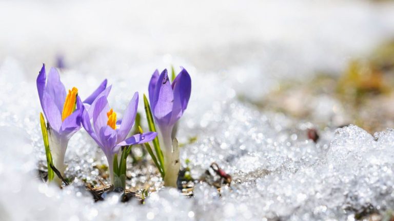 Quand déshiverner votre jardin – la température se déclenche à noter dans votre journal de jardinage et comment préparer votre jardin pour le printemps