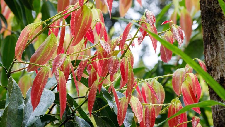 Comment faire pousser une plante de cannelle – les experts partagent des conseils pour ces arbres et arbustes tropicaux