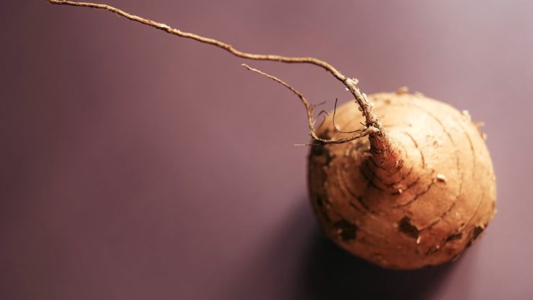 Comment faire pousser du jicama – pourquoi vous devriez envisager ce légume-racine facile à cultiver, faible en calories et savoureux