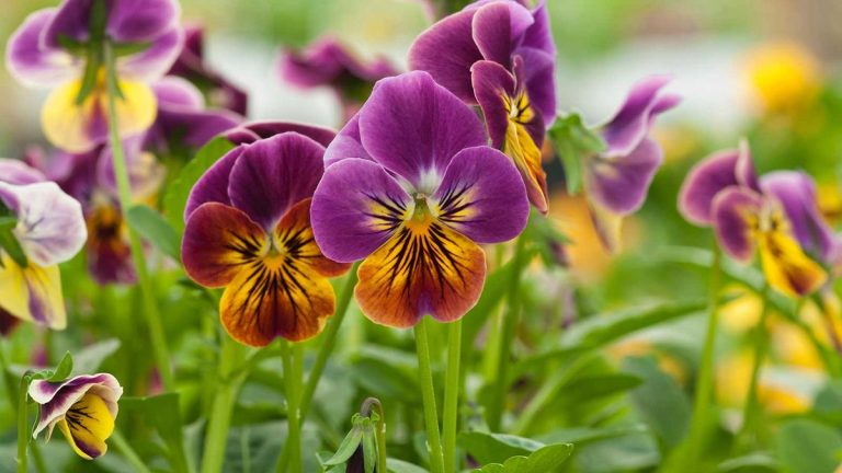 Comment cultiver et entretenir les altos – pour des couleurs hivernales joyeuses dans les pots et les bordures Comment cultiver et entretenir les altos – pour des couleurs hivernales joyeuses dans les pots et les bordures