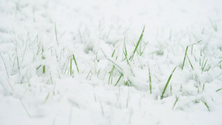 Le quitter ou l’effacer ? Que faire avec de la neige sur l’herbe – ainsi que des conseils d’experts pour sauver une pelouse après une chute de neige Le quitter ou l'effacer ? Que faire avec de la neige sur l'herbe – ainsi que des conseils d'experts pour sauver une pelouse après une chute de neige