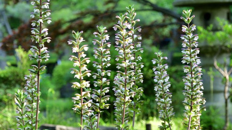 Plantes vivaces envahissantes à exclure de votre jardin – 5 espèces à éviter et que cultiver à la place Plantes vivaces envahissantes à exclure de votre jardin – 5 espèces à éviter et que cultiver à la place