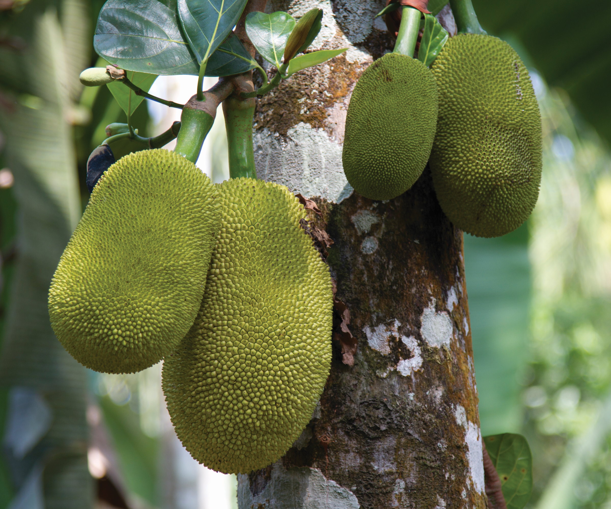 Comment Faire Pousser Un Jacquier Pour Des Fruits normes Que Vous Comment Faire Pousser Un Jacquier Pour Des Fruits normes Que Vous