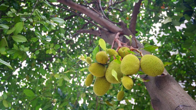 Comment faire pousser un jacquier – pour des fruits énormes que vous pouvez utiliser comme substitut de viande dans les plats végétaliens