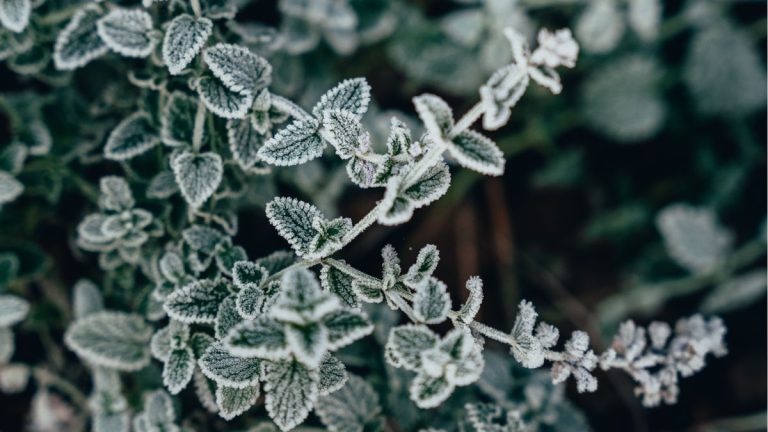 La menthe résiste-t-elle au gel ? Tout ce que vous devez savoir sur la culture de la menthe en hiver