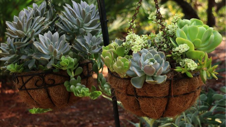 Les plantes succulentes peuvent-elles survivre au gel ? Conseils d'experts pour savoir quand cultiver ces plantes en extérieur