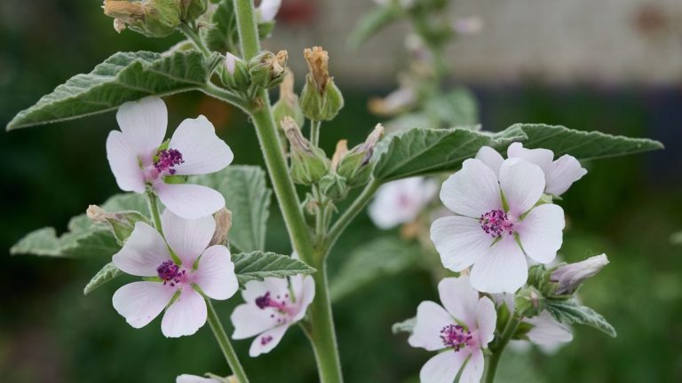 Comment faire pousser des plantes de guimauve – pour une plante vivace robuste qui prospérera dans les cours humides