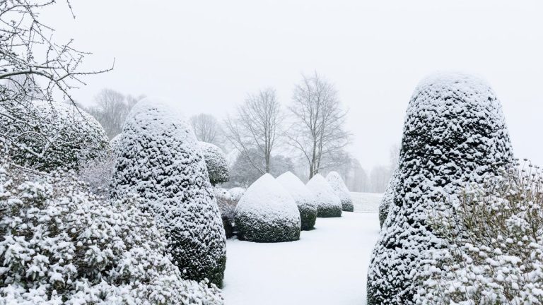 Ces idées ingénieuses et économiques protégeront les plantes du gel et de la neige rapidement, sans vous ruiner.