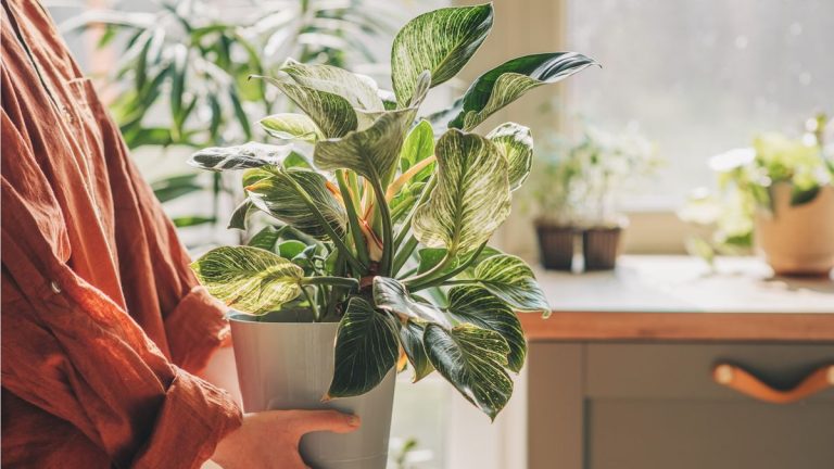 7 choses que je fais pour être un meilleur parent de plantes en 2025 – et montrer un peu d'amour à mes plantes lors de cette Journée d'appréciation des plantes d'intérieur