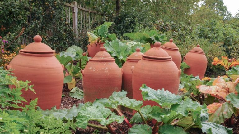 Qu’est-ce que forcer les légumes ? Plus 4 cultures fantastiques à forcer pour des récoltes précoces