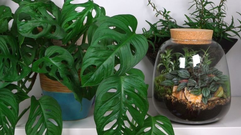 Terrariums ou plantes d'intérieur : les experts révèlent ce qui convient le mieux à votre maison