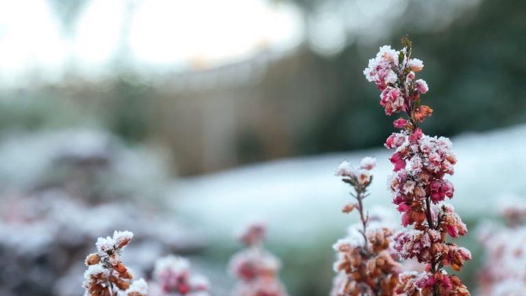 Comment redonner vie aux plantes endommagées par le gel : conseils d’experts pour redonner vie à votre jardin après une vague de froid Comment redonner vie aux plantes endommagées par le gel : conseils d'experts pour redonner vie à votre jardin après une vague de froid